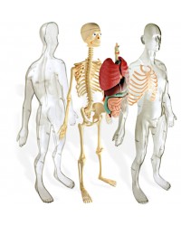 Anatomia do Corpo Humano - 45 peças