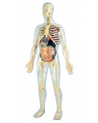 Anatomia do Corpo Humano - 45 peças