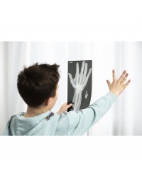 Anatomia do Corpo Humano - Conjunto de 25 peças
