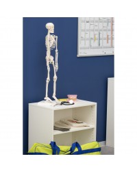 Anatomia do Corpo Humano - Conjunto de 25 peças