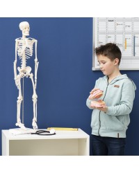 Anatomia do Corpo Humano - Conjunto de 25 peças