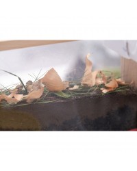 Caixa de Observação de Minhocas