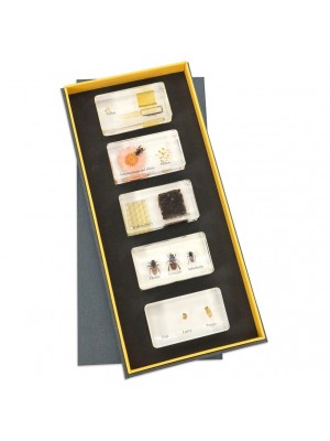 Ciclo de Vida da Abelha