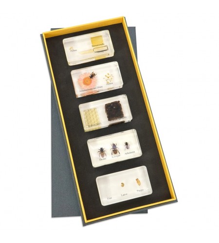 Ciclo de Vida da Abelha