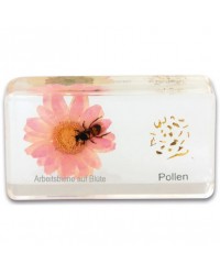 Ciclo de Vida da Abelha