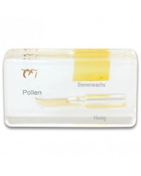 Ciclo de Vida da Abelha