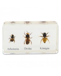 Ciclo de Vida da Abelha