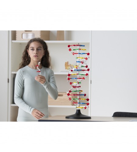 Modelo ADN / DNA Desmontável XXL Modelo ADN / DNA Desmontável XXL