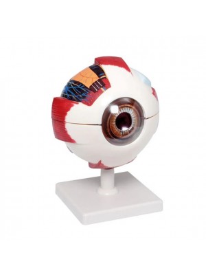 Modelo Anatómico do Olho XXL