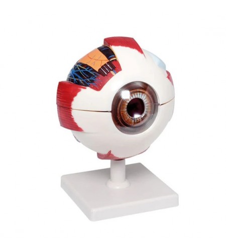 Modelo Anatómico do Olho XXL