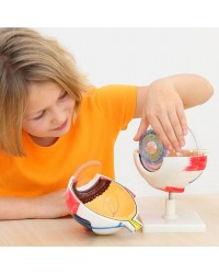 Modelo Anatómico do Olho XXL