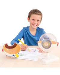 Modelo Anatómico do Olho XXL