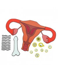 Modelo do Aparelho Reprodutor Humano Magnético