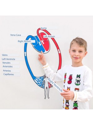 Modelo do Aparelho Circulatório Magnético