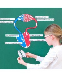 Modelo do Aparelho Circulatório Magnético