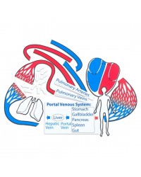 Modelo do Aparelho Circulatório Magnético