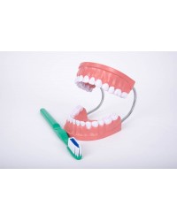 Modelo de boca gigante com escova