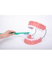 Modelo de boca gigante com escova